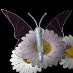 Ромашки Бабочка на белых ромашках на черном фоне аватар