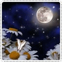 Ромашки Бабочка  на ромашке лунной ночью аватар