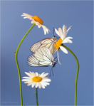 Ромашки Бабочки и ромашки на голубом фоне аватар
