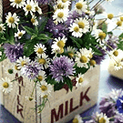 Ромашки Цветы в пакете из-под молока (milk) аватар