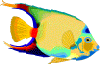Рыбки Акваримная рыбка аватар