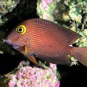 Рыбки Рыба бордового цвета аватар