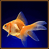 Рыбки Золотая рыбка на темно-синем фоне аватар