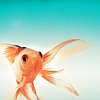Рыбки Золотая рыбка расправляет плавники аватар