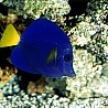 Рыбки Синяя рыба аватар