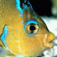 Рыбки Глаз рыбы аватар