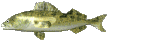 Рыбки Профиль рыбы аватар