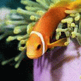 Рыбки Рыба клоун выплывает из водорослей аватар