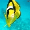 Рыбки Желтая рыба аватар