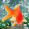 Рыбки Золотая рыбка в аквариуме на фоне пузырьков воздуха аватар