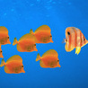 Рыбки Оранжевые рыбы аватар