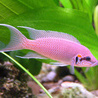 Рыбки Розовая рыбка аватар