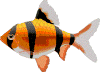 Рыбки Барбус аватар