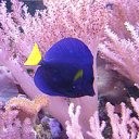 Рыбки синяя рыбка на фоне розовых кораллов аватар