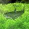 Рыбки Акула в подводном мире аватар