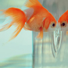 Рыбки Рыба  смотрится в стекло аквариума аватар