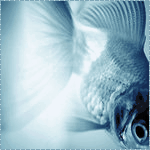Рыбки Рыбка прозрачна на свету аватар