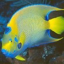 Рыбки Тропическая рыбка аватар