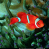 Рыбки Рыба-клоун аватар
