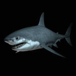 Рыбки Акула на черном фоне аватар