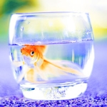 Рыбки Золотая рыбка в стакане аватар