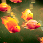 Рыбки Рыбки  золотистые в аквариуме аватар