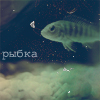 Рыбки Рыбка- надпись аватар