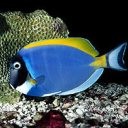 Рыбки Рыба сине-желто-черная аватар
