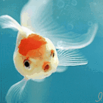Рыбки Золотая рыбка в воде, автор работы inele аватар