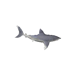 Рыбки Серая акула аватар