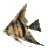 Рыбки Рыба полосатая аватар