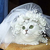 Свадьба Невесты бывают разные аватар