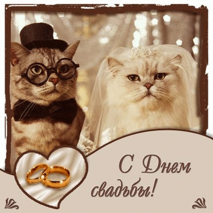 Свадьба С Днем свадьбы.Коты аватар