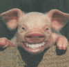 Свинки, поросята Смеющаяся свинья аватар
