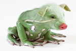 Свинки, поросята Свиноляг - лягушка с головой свиньи аватар