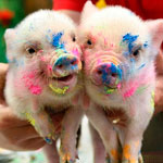 Свинки, поросята Поросята в краске аватар