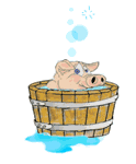 Свинки, поросята Свинка купается в тазике аватар