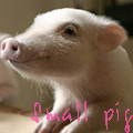 Свинки, поросята Маленький поросенок, small pig аватар