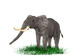 Слоники Слон гуляет аватар