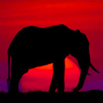 Силуэт слона на фоне заходящего солнца