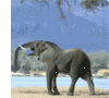 Слоники Слон лопнул аватар