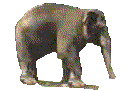 Слоники Слон прогуливается по кругу аватар