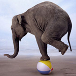 Слоники Слон стоит на мячике одной лапой аватар