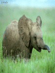 Слоники Слоненок среди высокой травы аватар