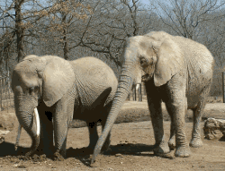 Слоники Слоны аватар