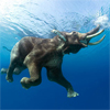 Слоники Учусь плавать аватар