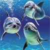 Дельфины Три дельфина под водой аватар
