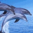 Дельфины Три дельфина аватар