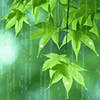 Деревья Дождь бъет по листве аватар
