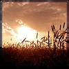 Рассветы, закаты Берег реки, заходящее солнце пробивается сквозь камыши аватар